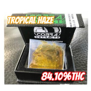 Cobra Extract - Tropical Haze Shatter (Sativa)