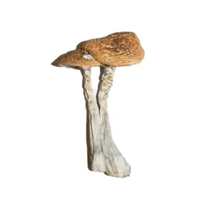 OS - Jedi Mind F*** 1/8oz (Magic Mushrooms)