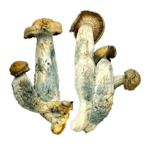 OS - Tidal WAVE 1/8oz (Magic Mushrooms)