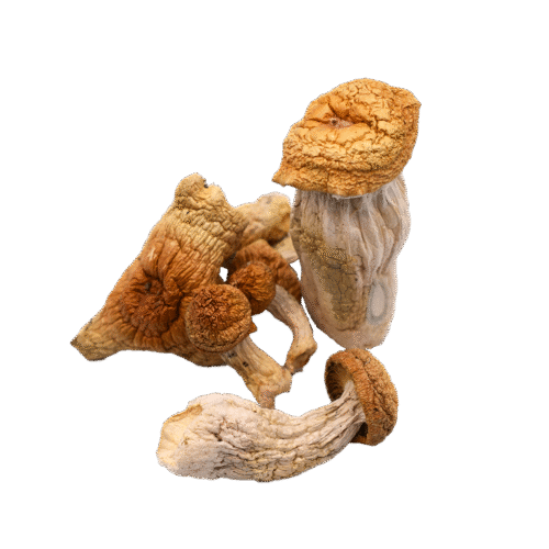 OS - Penis Envy (PE) 1/8oz (Magic Mushrooms)
