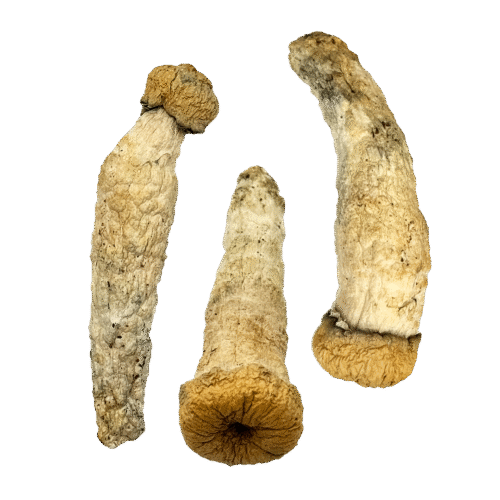 OS - Space Monkey 1/8oz (Magic Mushrooms)