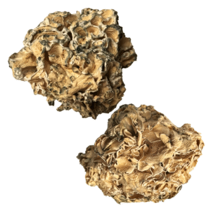 OS - Exotic - Enigma 1/8oz (Magic Mushrooms)