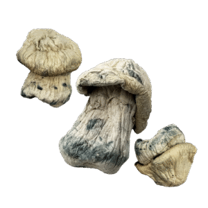 OS - Exotic - Stargazer 1/8oz (Magic Mushrooms)