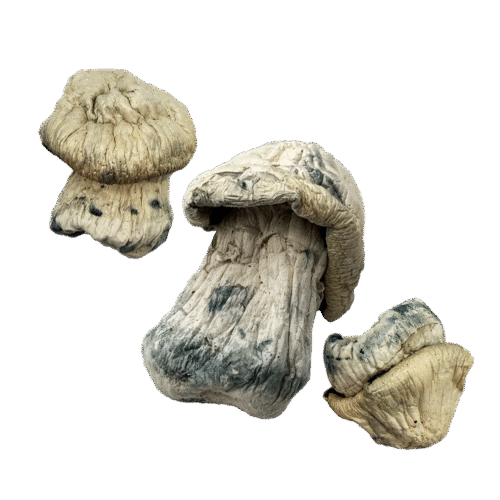 OS - Exotic - Stargazer 1/8oz (Magic Mushrooms)