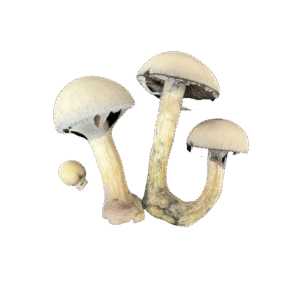 OS - True Albino Teacher 1/8oz (Magic Mushrooms)