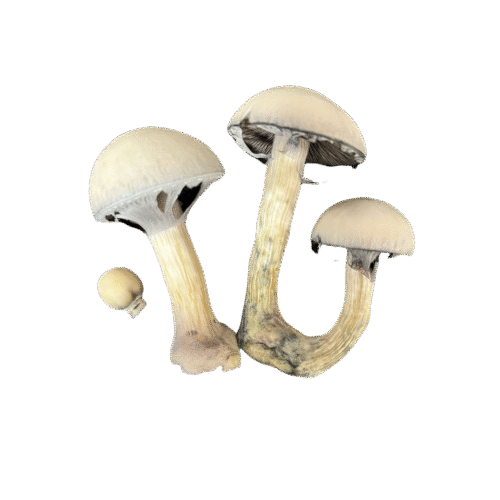 OS - True Albino Teacher 1/8oz (Magic Mushrooms)