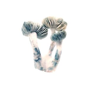 OS - Jack Frost 1/8oz (Magic Mushrooms)