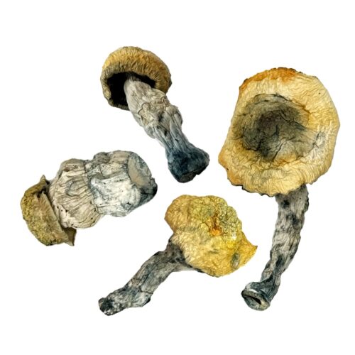 OS - Exotic - Bluey Blanco 1/8oz (Magic Mushrooms)