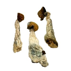 OS - Albino Makilla 1/8oz (Magic Mushrooms)