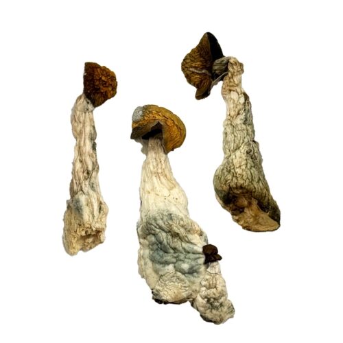 OS - Albino Makilla 1/8oz (Magic Mushrooms)