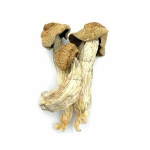 OS - Exotic - Mini Melmac 1/8oz (Magic Mushrooms)