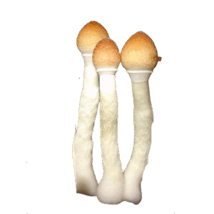 OS - Exotic - Lollipop 1/8oz (Magic Mushrooms)