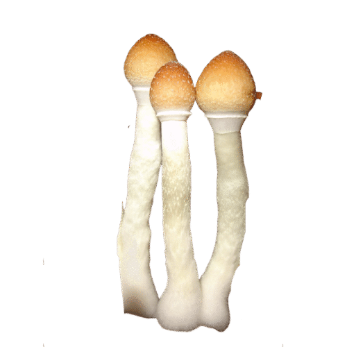OS - Exotic - Lollipop 1/8oz (Magic Mushrooms)
