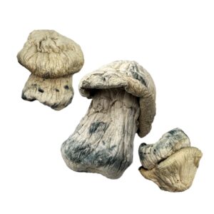 OS - Exotic -Albino Stargazer 1/8oz (Magic Mushrooms)