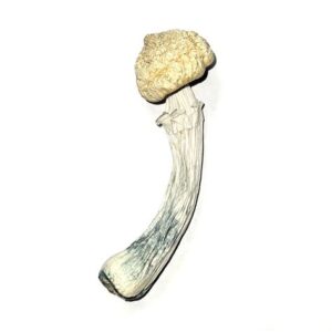 OS – Exotic – True Albino Teacher 1/8oz (Magic Mushrooms)