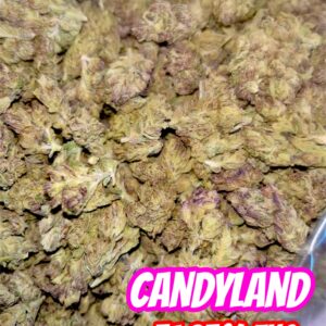 Candyland  1/2 oz (Sativa)