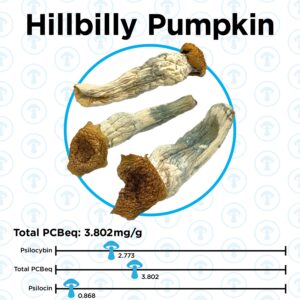 OS – Hillbilly Pumpkin 1/8oz (Magic Mushrooms)